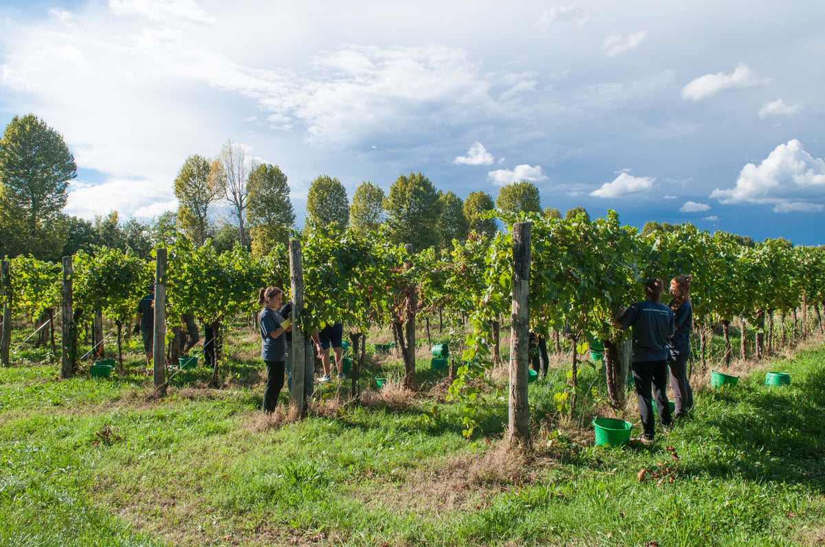 Hand harvesting Cabernet Franc grapes in Villa Vitas, Italy, with workers carefully picking ripe clusters from the vines