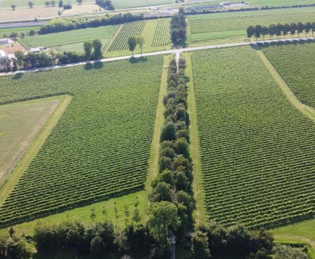 Traminer Aromatico DOC Friuli 2022, Villa Vitas