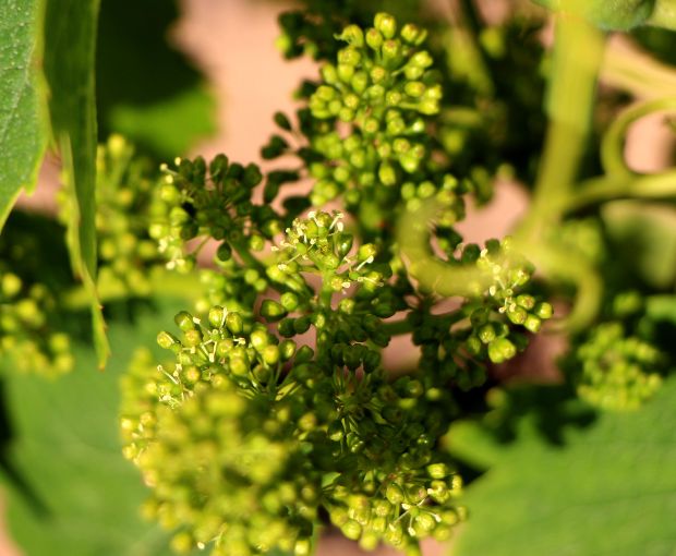 El Pinar de Villena Tinto 2023, Bodega Las Virtudes
