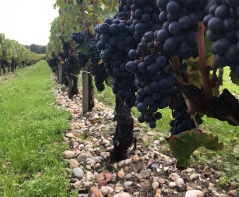 Cuvee Nicolas Margaux AOC 2019, Château Tayac