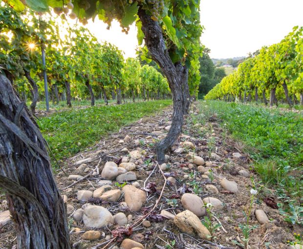 Tursan AOC 2023 Rouge, La Cave des Vignerons Landais