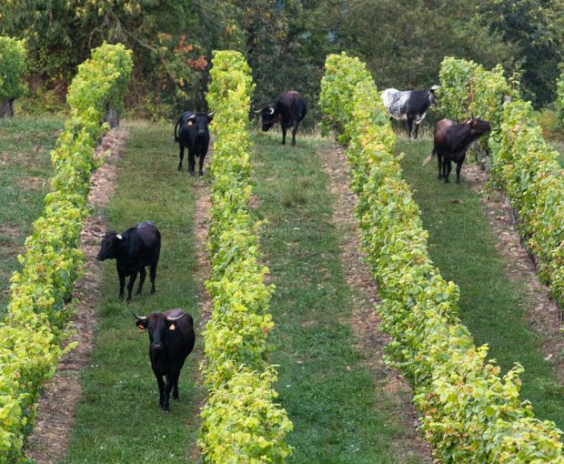 Tursan Blanc AOC 2025, La Cave des Vignerons Landais