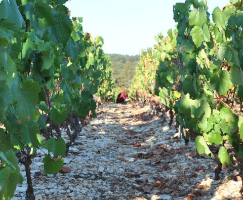 Mercurey AOC Les Loueres 2022, Domaine Laurent Dufouleur