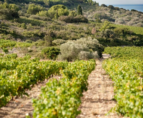 Muscat de Frontignan AOC, Château de Peyssonnie (Half bottle)