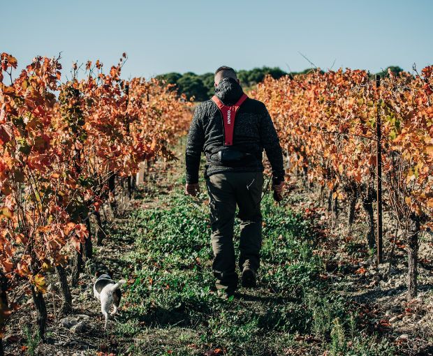 Chardonnay Vermentino IGP Pays d'Oc 2024, Perle du Sud