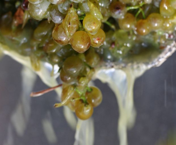 Grüner Veltliner Kamptal DAC 2024, Weingut Waldschütz