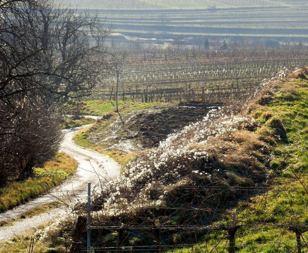 Grüner Veltliner Kamptal DAC 2024, Weingut Waldschütz