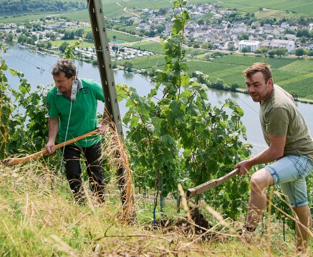 Riesling Kabinett Trocken 2025, Weingut Familie Rauen