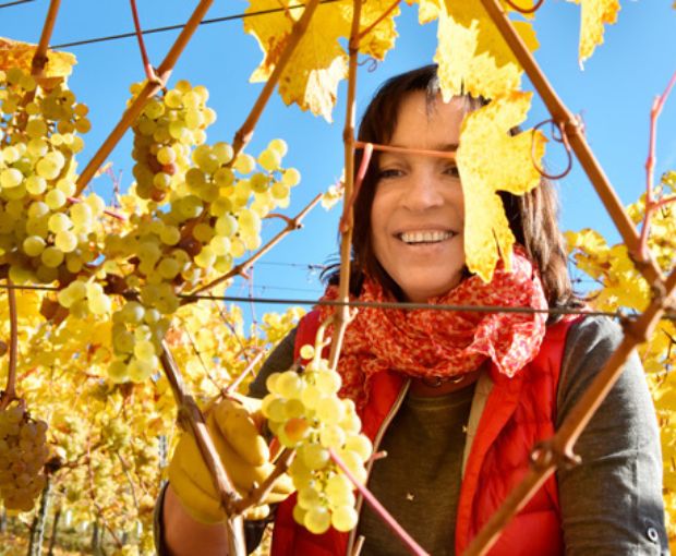 Riesling Kabinett Trocken 2025, Weingut Familie Rauen