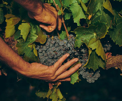 Whispering Angel grapes