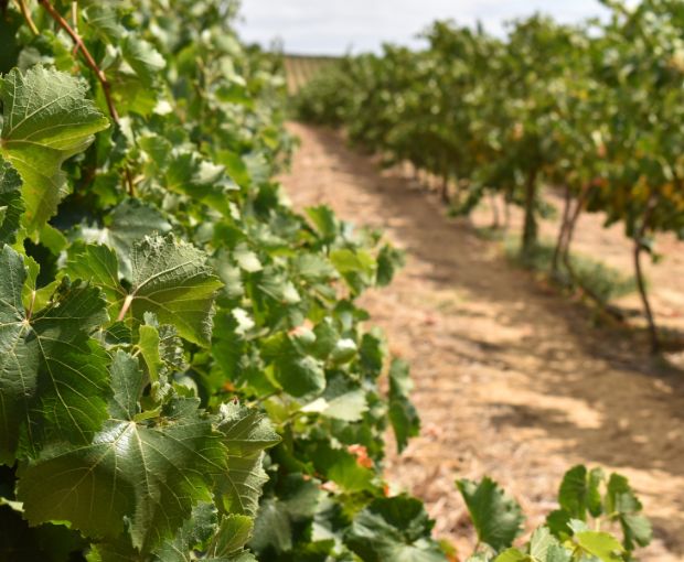 Pinotage 2024, Truter Family