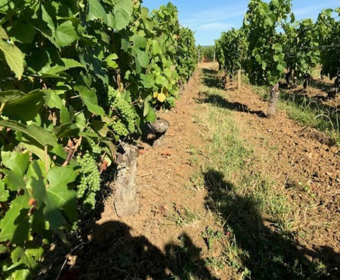 Pernand Vergelesses AOC Les Pins Blanc 2021, Domaine Laboureau
