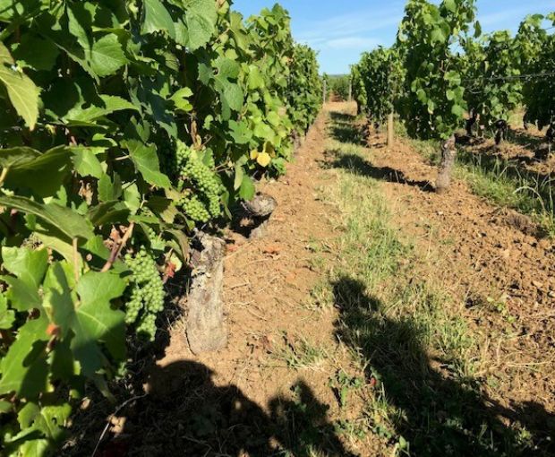 Meursault AOP 2021, Domaine Laboureau