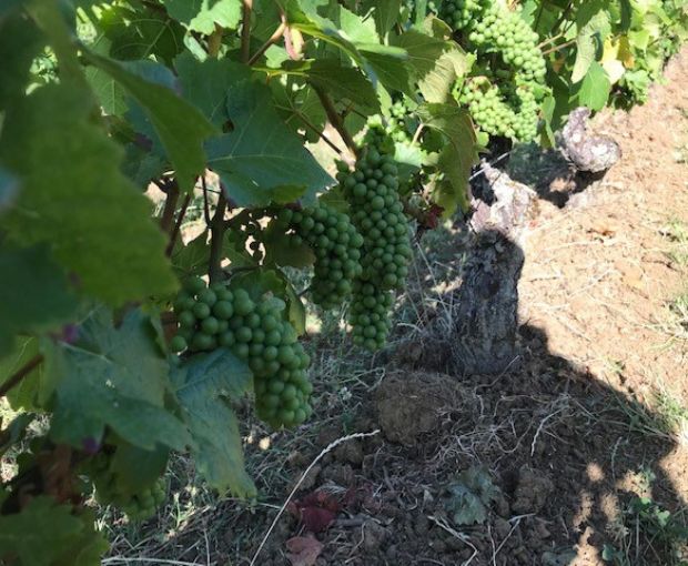 Volnay AOC 2019, Domaine Laboureau