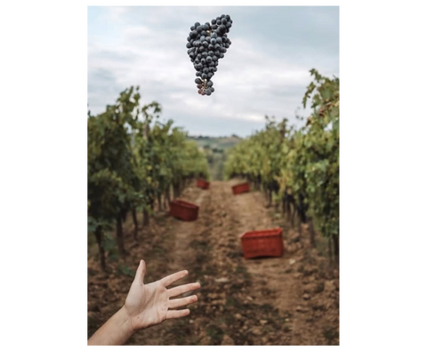 Nemea Agiorgitiko 2023, The Lantides Estate