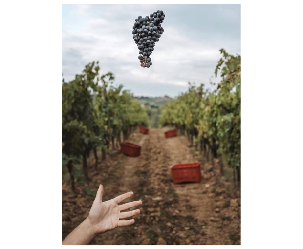 Nemea Agiorgitiko, Greece 2023, The Lantides Estate