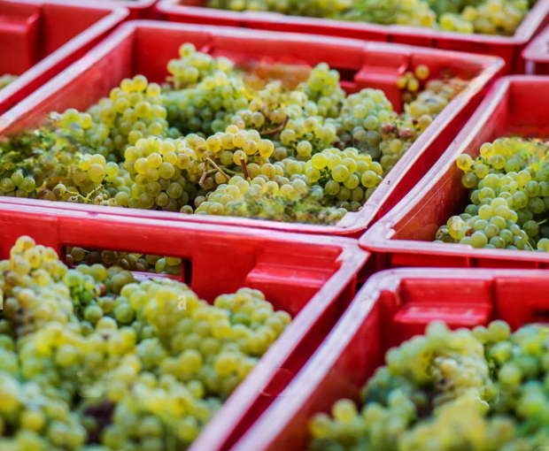Little Ark Malagousia & Assyrtiko, Greece 2025, The Lantides Estate
