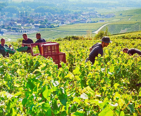 Nemea Agiorgitiko 2023, The Lantides Estate
