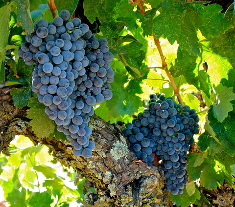 Saint Laurand Collection Privée VdF 2022 Rouge, Les Celliers de Corneille