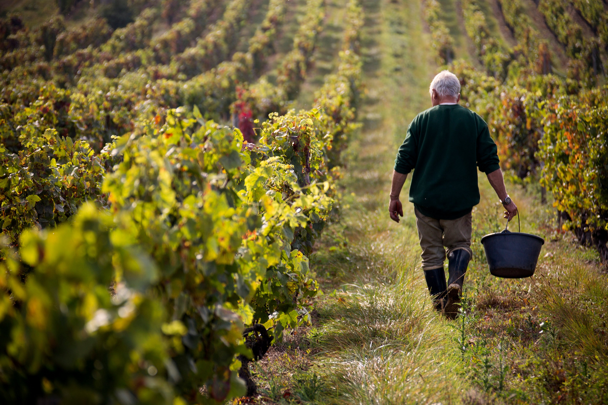 Wine at Home