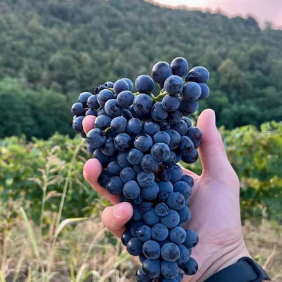 Wine at Home