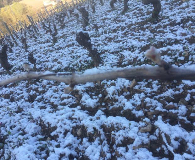 Roncier Reserve VdF NV, Louis Tramier & Fils
