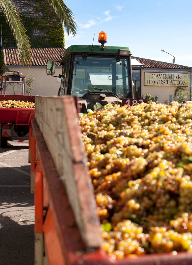 truck filled with fresh Muscat blanc grapes, prepared for sorting at Cave des Vignerons de Frontignan, France.