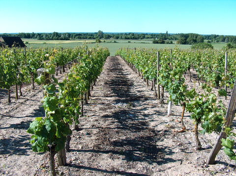 Saumur Blanc AOC 2022, Domaine du Fondis