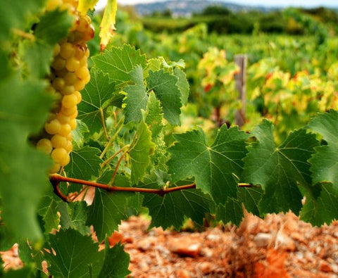 Crozes-Hermitage AOC Blanc 2022, Domaine des Combat