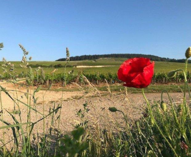 Meursault AOP 2021, Domaine Laboureau