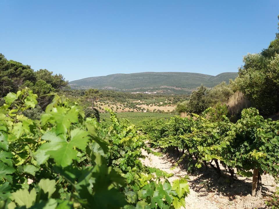 Encosta do Vale Galego Colheita 2019 - Wine at Home