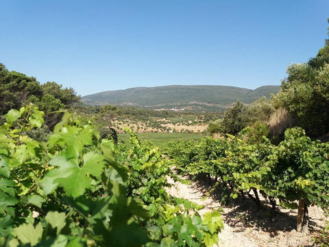 Encosta do Vale Galego Colheita Tinto 2019 Adega M. Cordeiro - Wine at Home