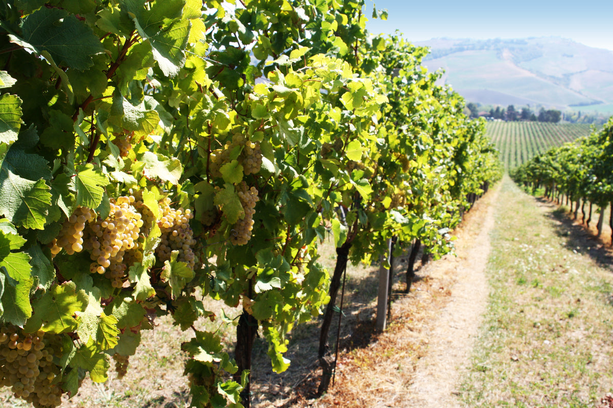 Sauvignon dell’ Emilia IGP 2025, Corte S. Maria