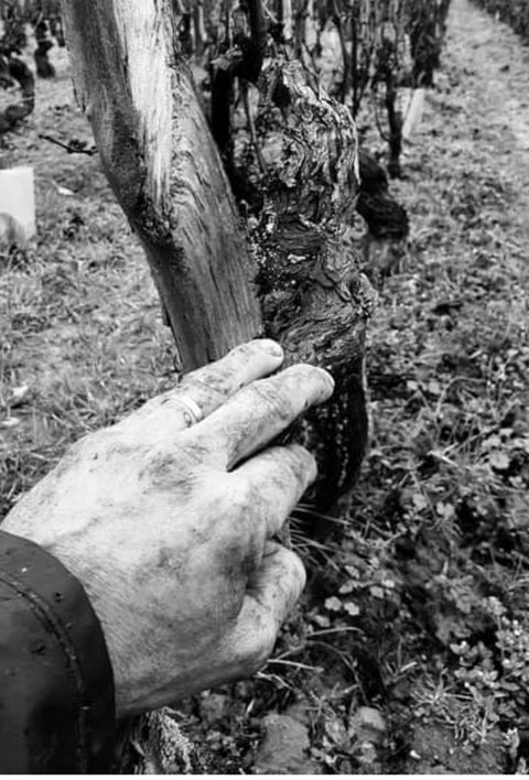 Pommard AOC 2017, Domaine Laurent Boussey
