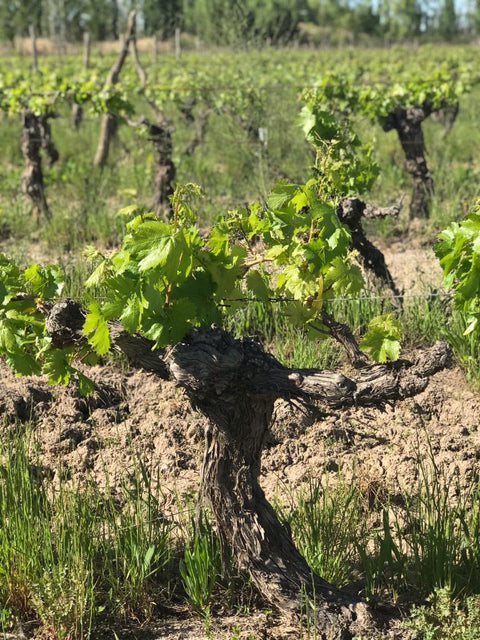 Old Vines. Merlot. Argentina.