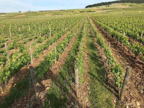 Pernand Vergelesses Blanc AOC 2014 Domaine Laboureau - Wine at Home