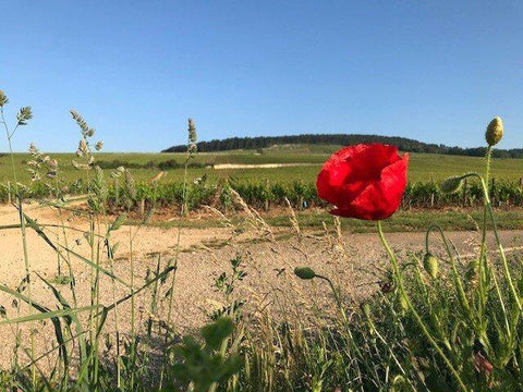 Bourgogne Cote d'Or Pinot Noir 2017 Domaine Laboureau - Wine at Home