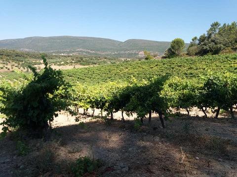 Encosta do Vale Galego Colheita Tinto 2020 Adega M. Cordeiro