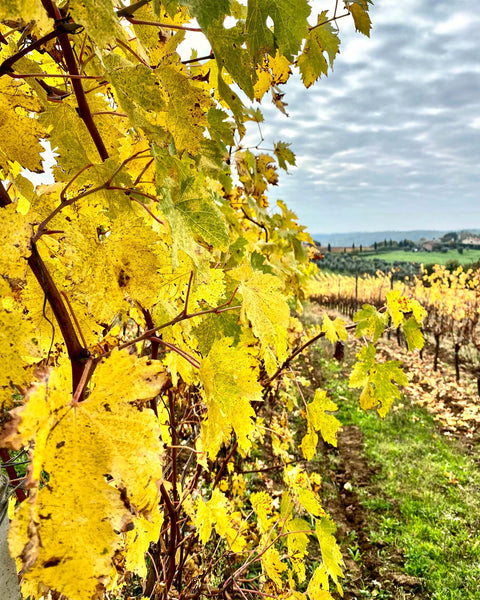 Pinot Grigio Rosé delle Venezie IGT 2022 Rosé, Conti di Reforte