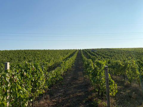 Nero d’Avola Sicilia DOC 2022, La Mura