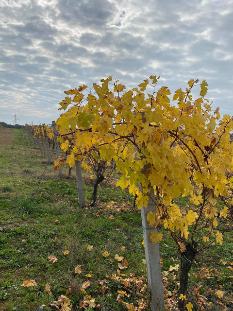 Nero d’Avola Sicilia DOC 2022, La Mura