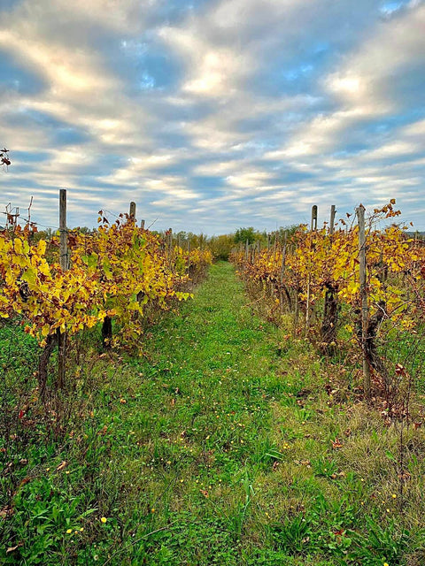 Pinot Grigio Rosé delle Venezie IGT 2022 Rosé, Conti di Reforte