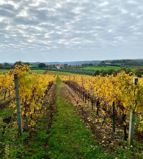 Nero d’Avola Sicilia DOC 2022, La Mura