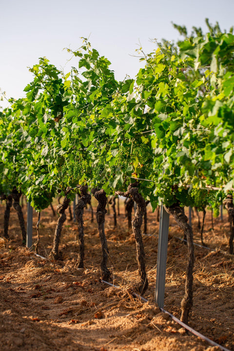 Saint Laurand VdP Rose 2018 Les Celliers de Corneille - Wine at Home