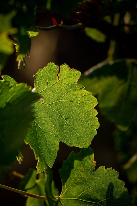 Merlot IGP Pays d'Oc 2021, Nouveau Monde