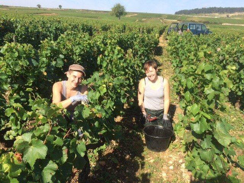 Pernand Vergelesses AOC 2013, Domaine Laboureau - Wine at Home