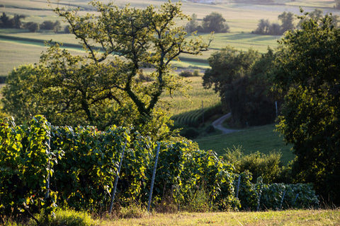 Tursan Blanc AOC 2018 - Wine at Home