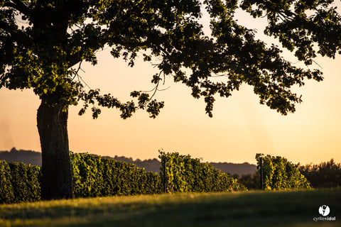 Vin Orange Gros Manseng VdF 2019, La Cave des Vignerons Landais