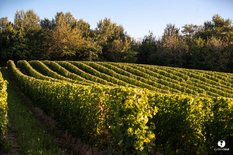 Vin Orange Gros Manseng VdF 2019, La Cave des Vignerons Landais