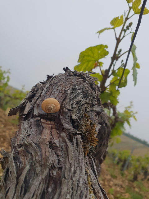 Petit Chablis  AOC 2018 Domaine Ellevin - Wine at Home